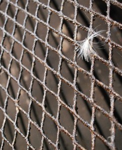 An old rusting metal grate forms a graphic photo subject. a tiny fluffy white feather is caught on it.