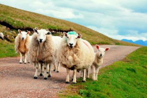 A photo of a group of three sheep and one lamb stood on a trackway, looking at the camera against a background of green rolling fields and distant grey mountains. The foremost sheep has been sprayed with green paint behind the head, making its fleece there look like a dyed mohawk hairdo.