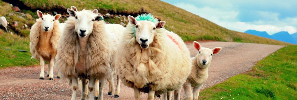 A photo of a group of three sheep and one lamb stood on a trackway, looking at the camera against a background of green rolling fields and distant grey mountains. The foremost sheep has been sprayed with green paint behind the head, making its fleece there look like a dyed mohawk hairdo.