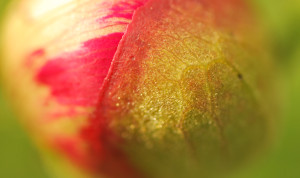 A macro colour showing the domed surface of a flower bud, with self coloured vein network, in rich reds and greens.