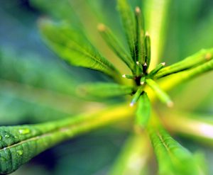 A macro photo in vivid green of leaflets emerging from a central part of a plant.
