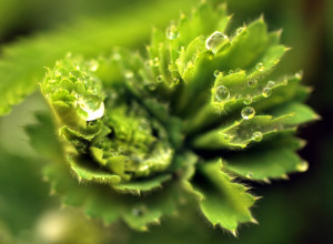A macro photo in viivid greens of water droplets on a leaf rosette with zig zag edge.