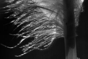 A detail black and white photo of the fluffy hairs at the base of a chicken feather.