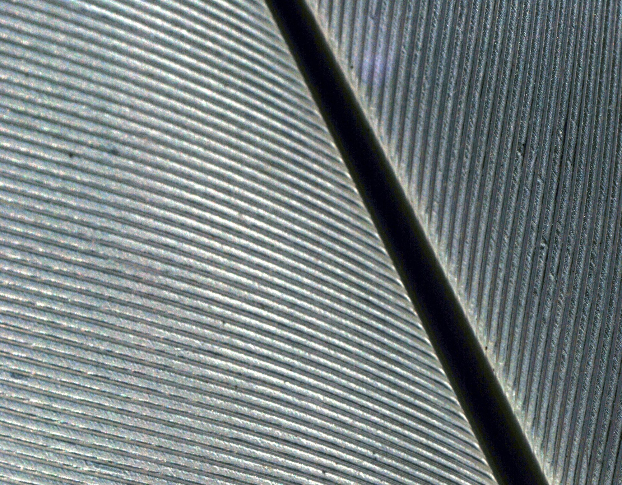 A detail photo of the veins in a feature with the light shining through it, making a graphic composition of concentric diagonal lines.