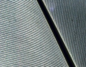 A detail photo of the veins in a feature with the light shining through it, making a graphic composition of concentric diagonal lines.