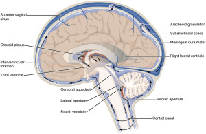 Image courtesy of Wikipedia. 