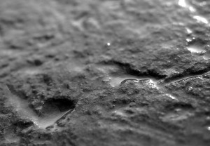 A close up black and white photo showing man made carved cups and lines in the surface of sandstone found at an archaeological dig.