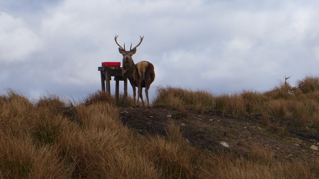 Stag