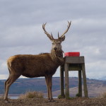 Stag
