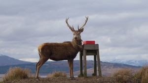 Stag