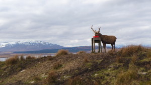 Stag
