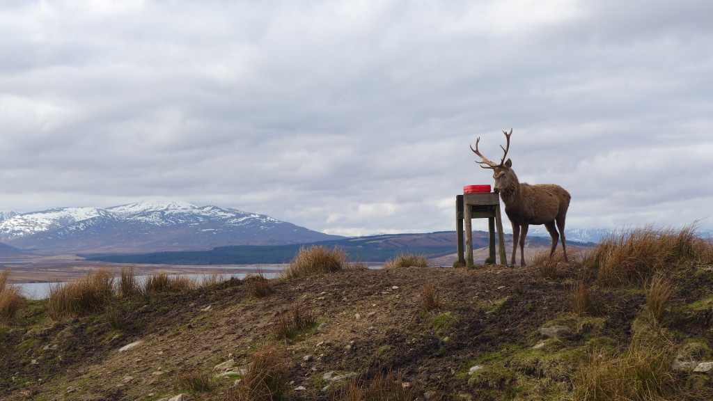 Stag