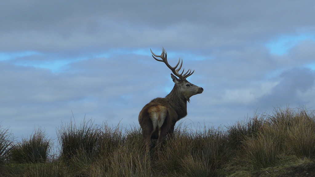 Stag