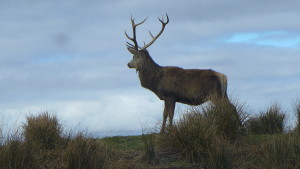 Stag