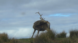 Stag
